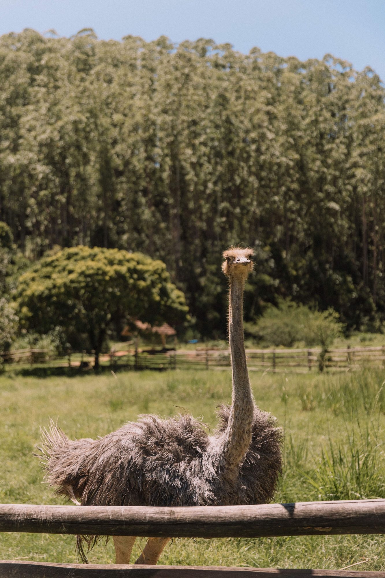 Natureza & Fazenda — foto 4